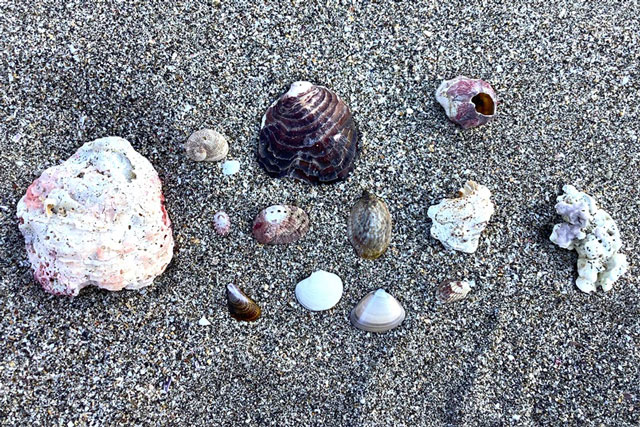 ビーチで拾った貝殻などの写真