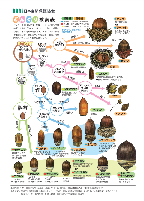 どんぐり検索表の画像