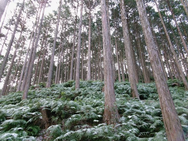 市有林の画像