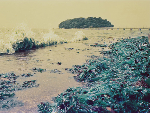 三河湾アオサの写真