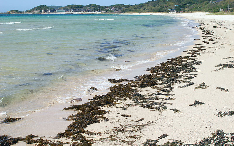 打ち上げられた海藻が並ぶ浜辺の写真