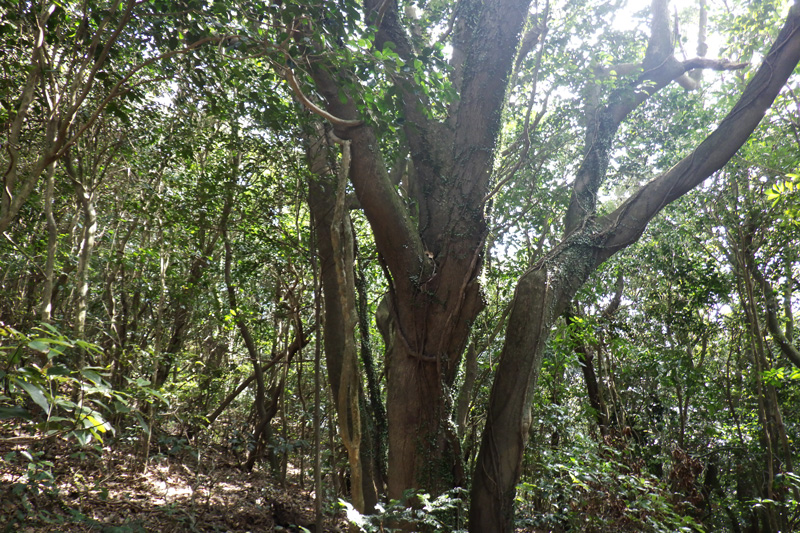 原生的な森林生態系の画像