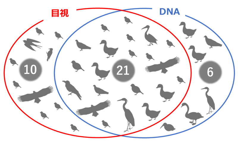 目視とDNA種のベン図