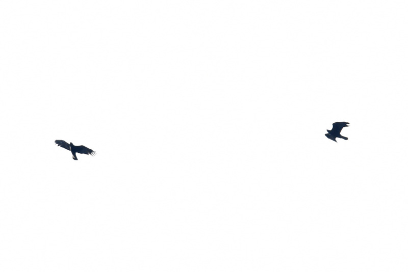 空を舞う２羽のイヌワシの写真