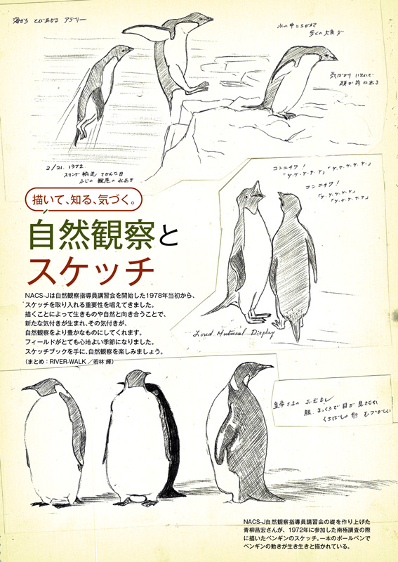 NACS-J自然観察指導員講習会の礎を作り上げた青柳昌宏さんが、1972年に参加した南極調査の際に描いたペンギンのスケッチ