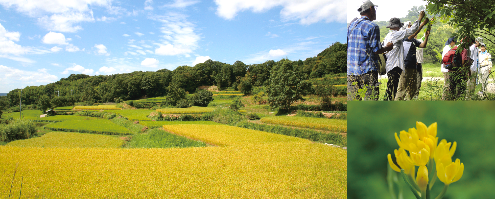 里山風景などイメージ画像