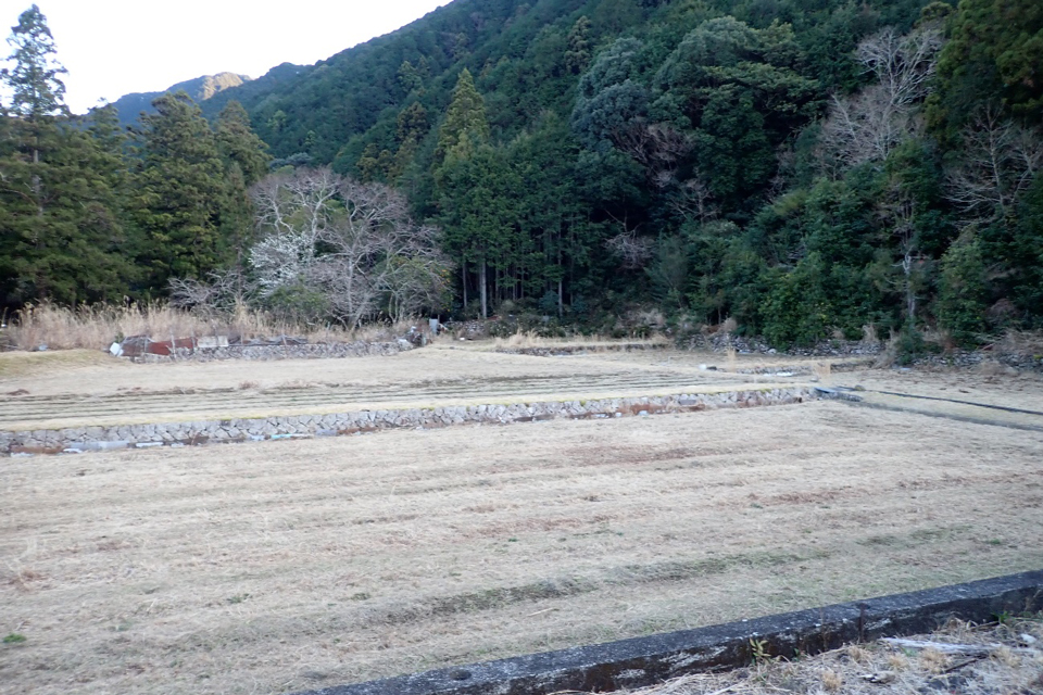 白い芝生のようになった水田の写真