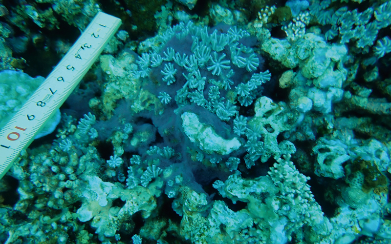 シアノバクテリアが張り付いているサンゴの写真