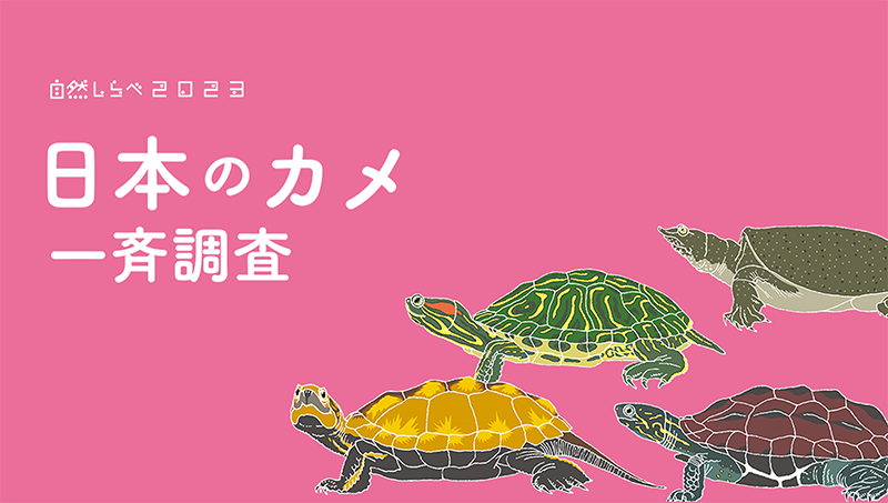 「日本のカメ一斉調査」アイキャッチ