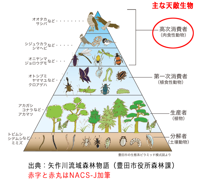 生物のヒエラルキー図