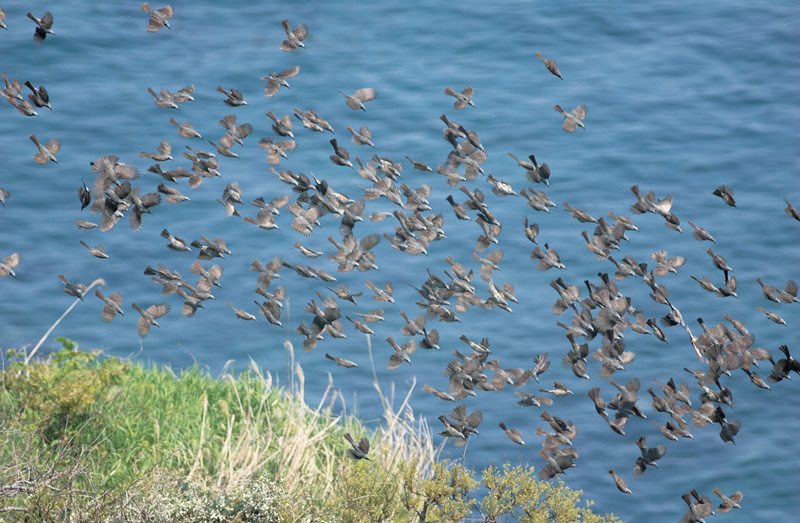 海面を飛ぶヒヨドリの群れ
