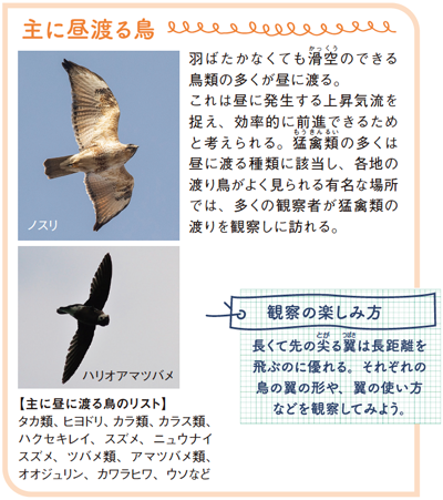 主に夜昼渡る鳥（ノスリ、ハリオアマツバメ）の画像