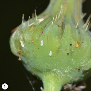 植物につく小さなヒラタアブ類の卵