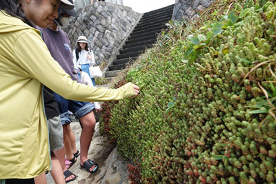 海浜植物を触る参加者の画像