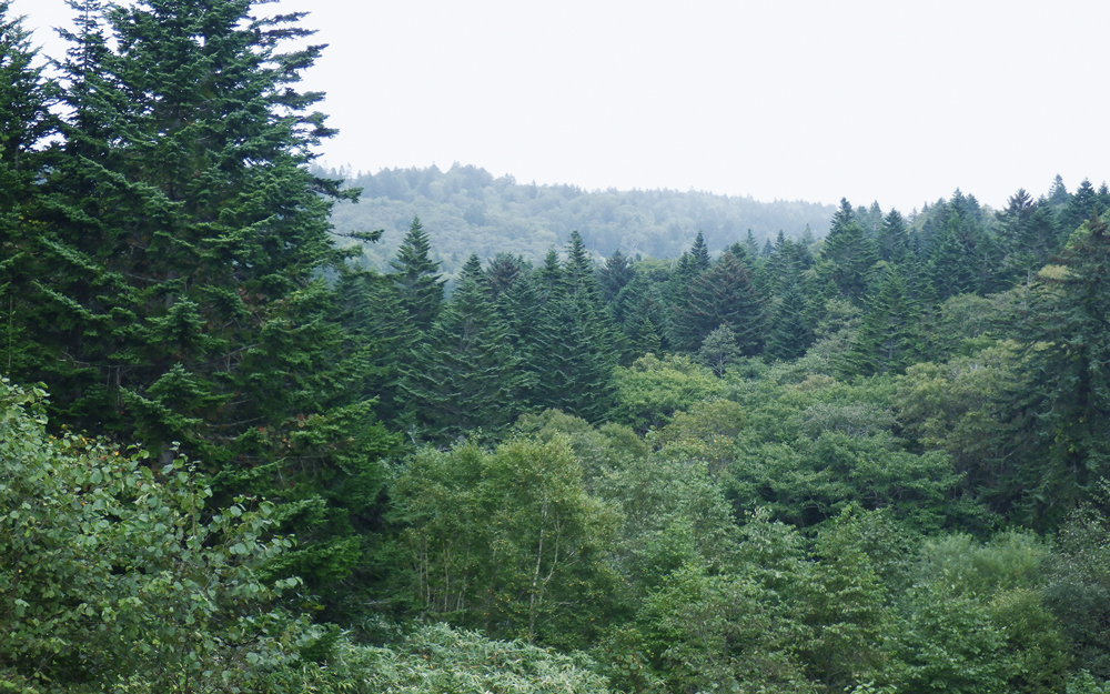計画地に広がる豊かな森の写真