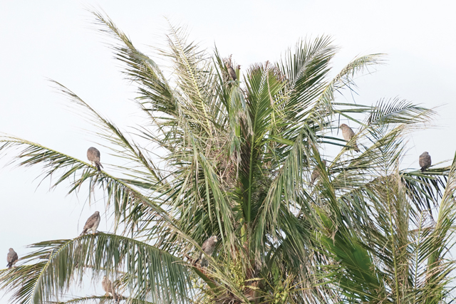 木に留まるサシバの群れの写真