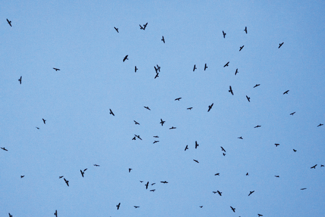 上空のサシバの群れの写真