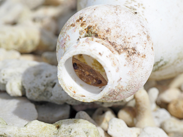 プラスチックボトルの画像