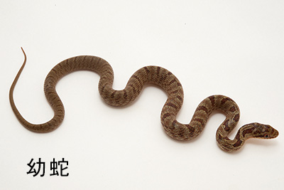 シマヘビの幼蛇の画像