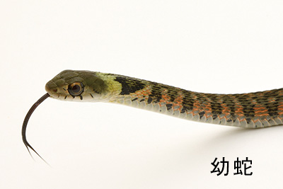 ヤマカガシ幼蛇の画像