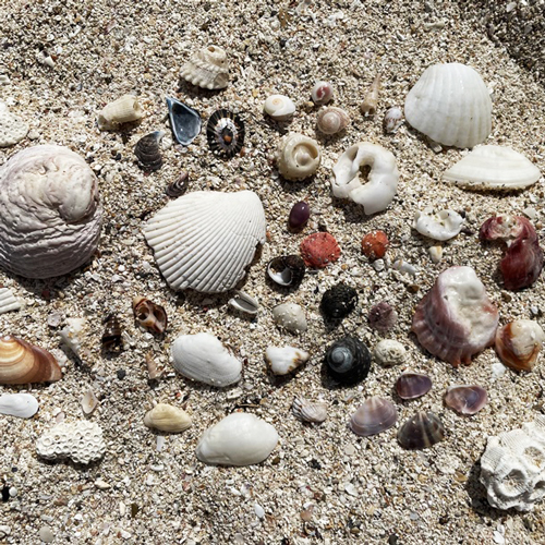 集めた貝殻の写真