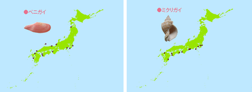 ベニガイ・ミクリガイ