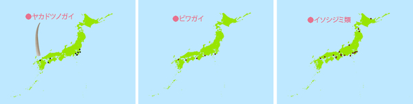 ヤカドツノガイ・ビワガイ・イソシジミ類