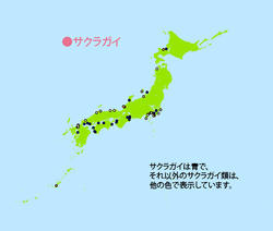サクラガイ