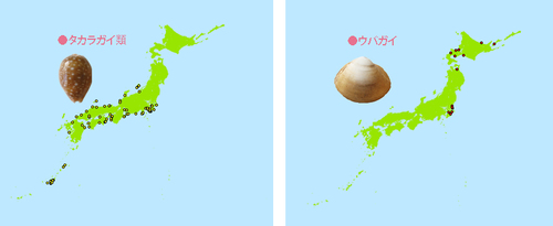 タカラガイ・ウバガイ