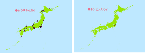 ムラサキイガイ・ホンビノスガイ