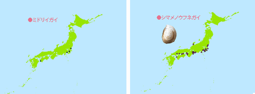 ミドリガイ・シマメノウフネガイ