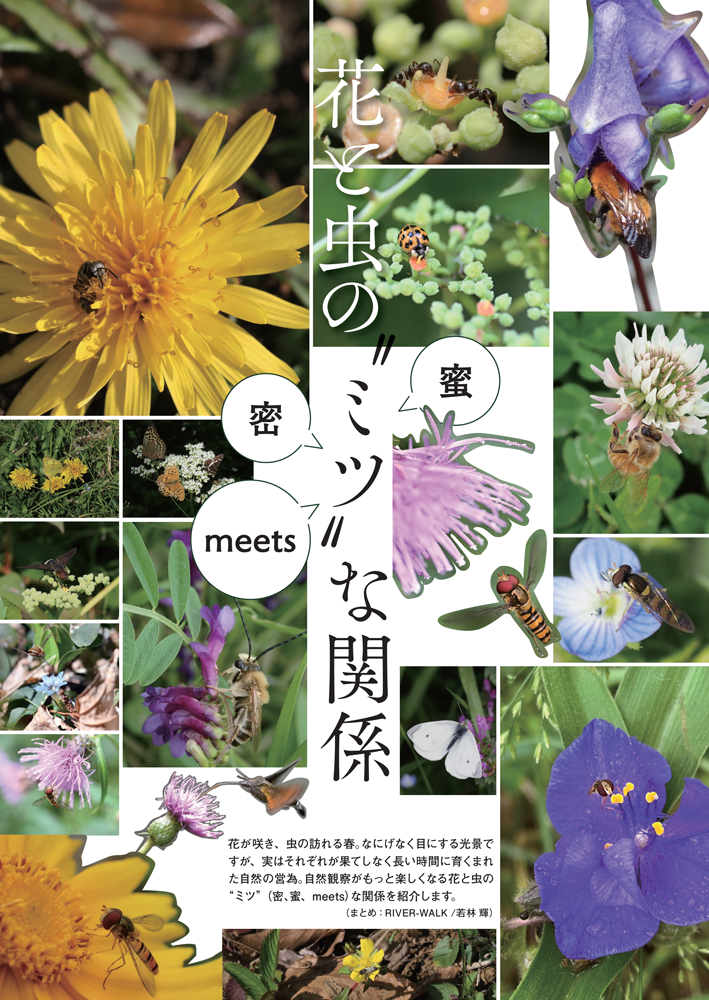 特集記事の扉ページの画像