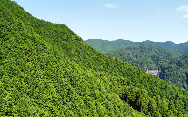 Protected Forest Managed by JESCO in Nachikatsuura
