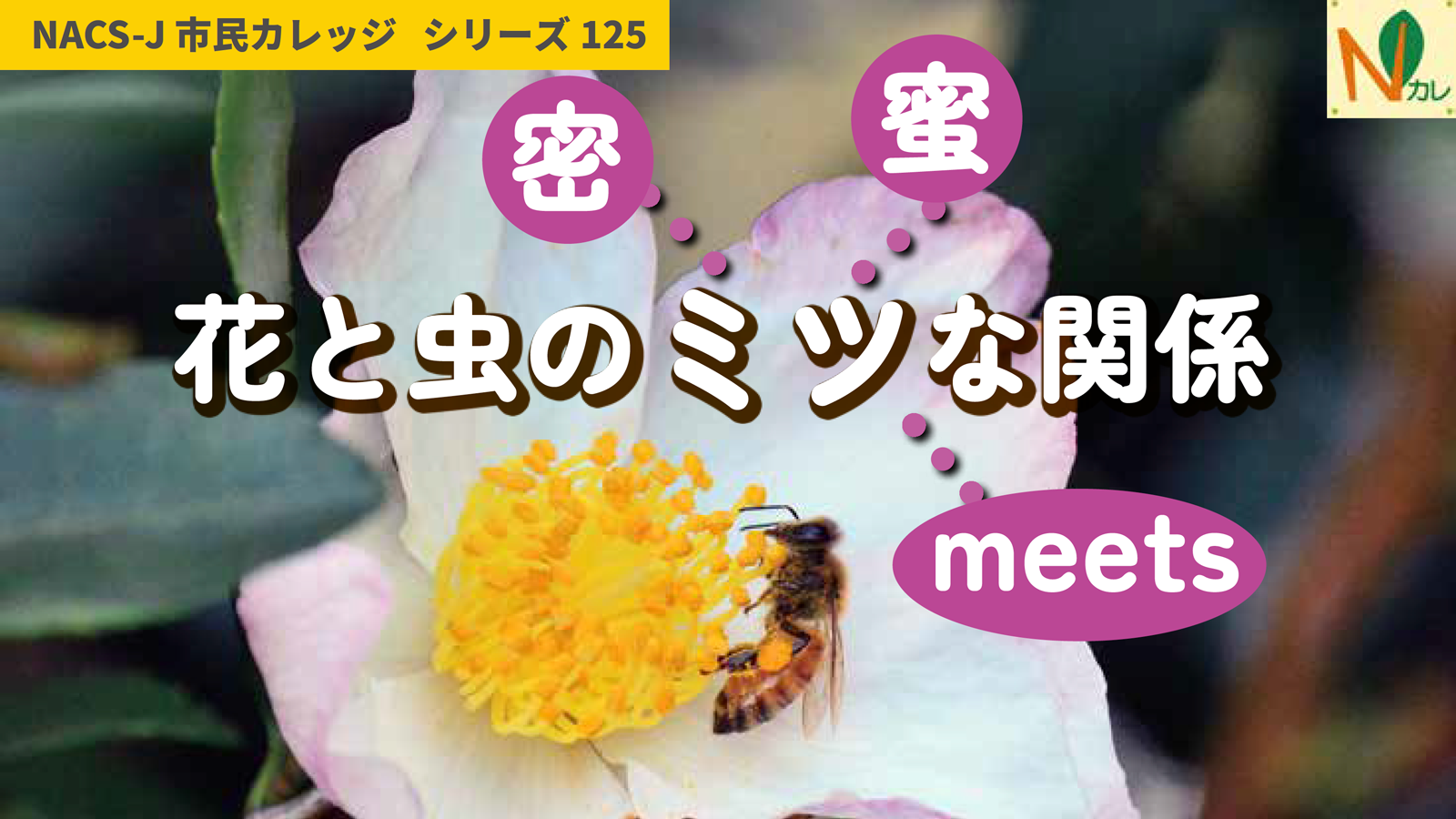 Nカレ125トップイメージ画像