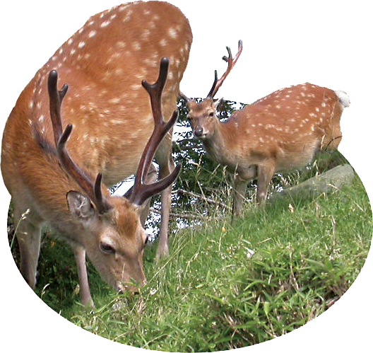 シカの親子の画像