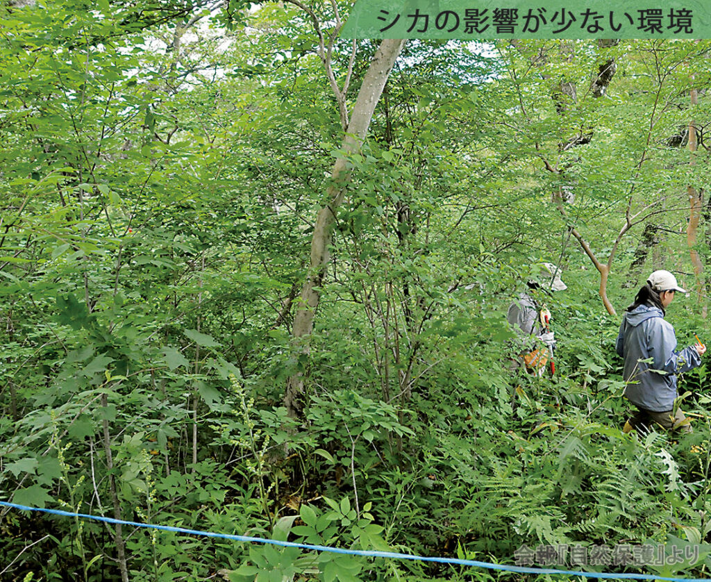 シカの影響が少ない環境