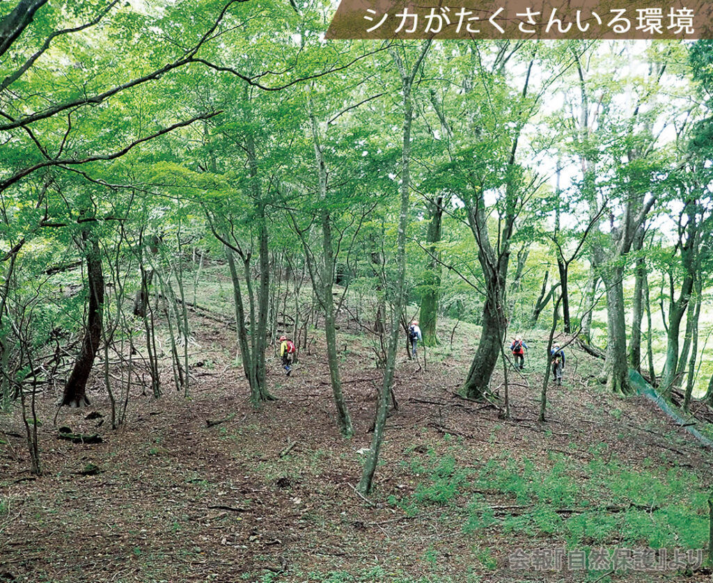 シカがたくさんいる環境
