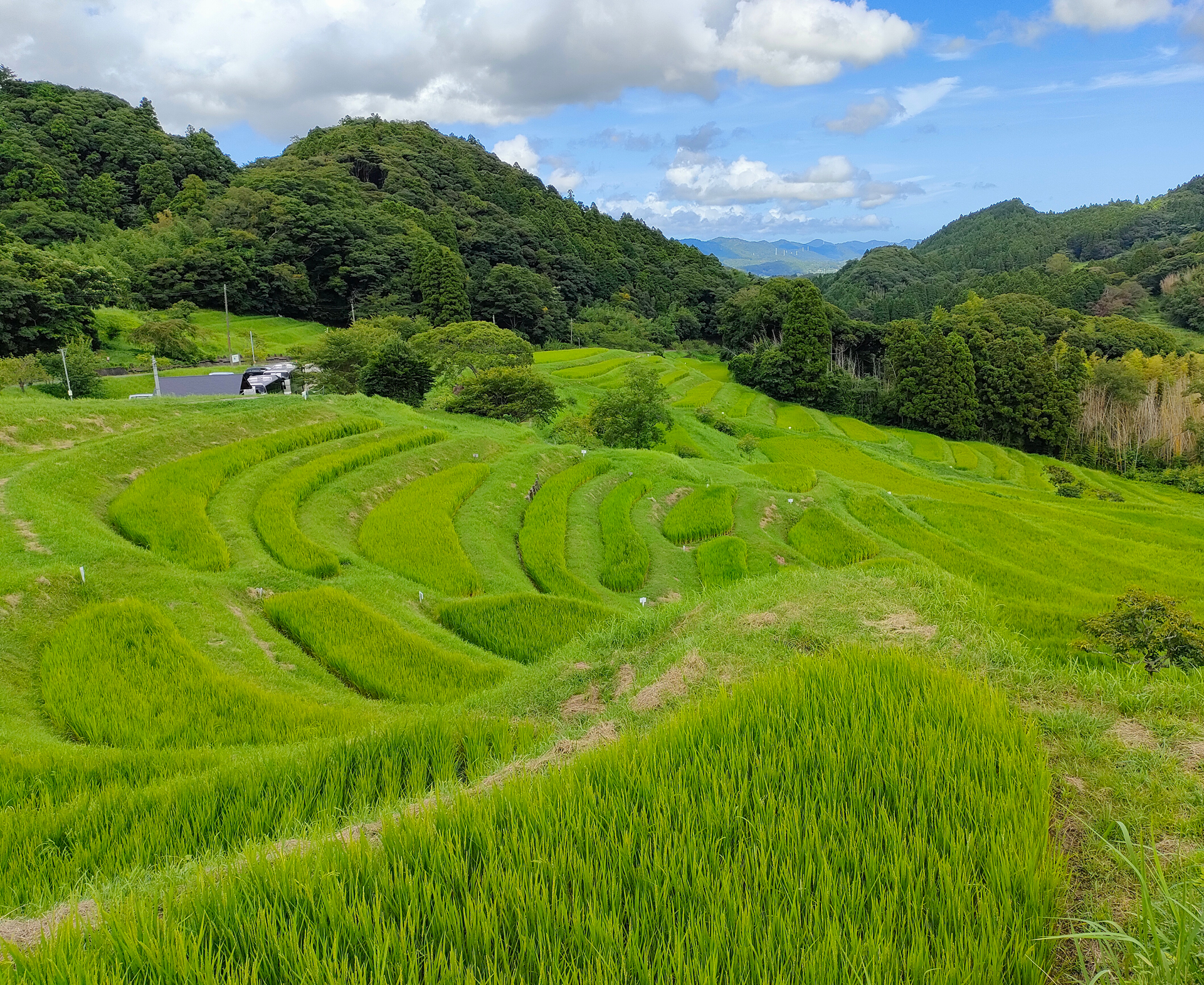 大山千枚田の画像