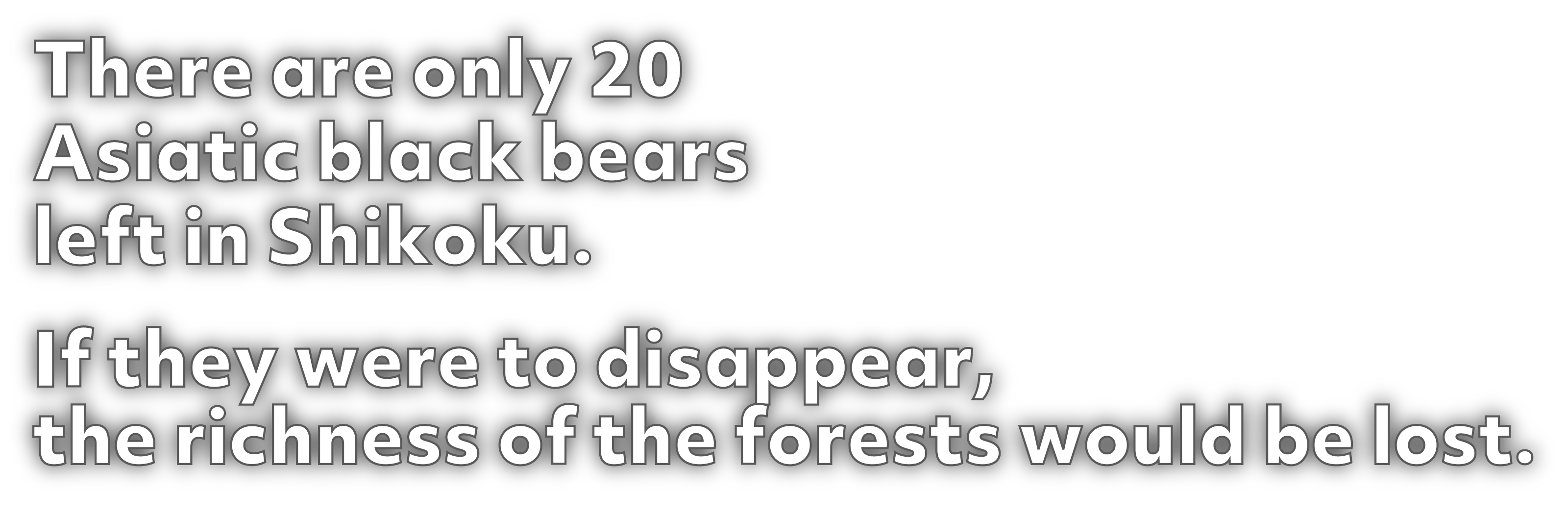 There are only 20 Asiatic black bears left in Shikoku. If they were to disappear, the richness of the forests would be lost.
