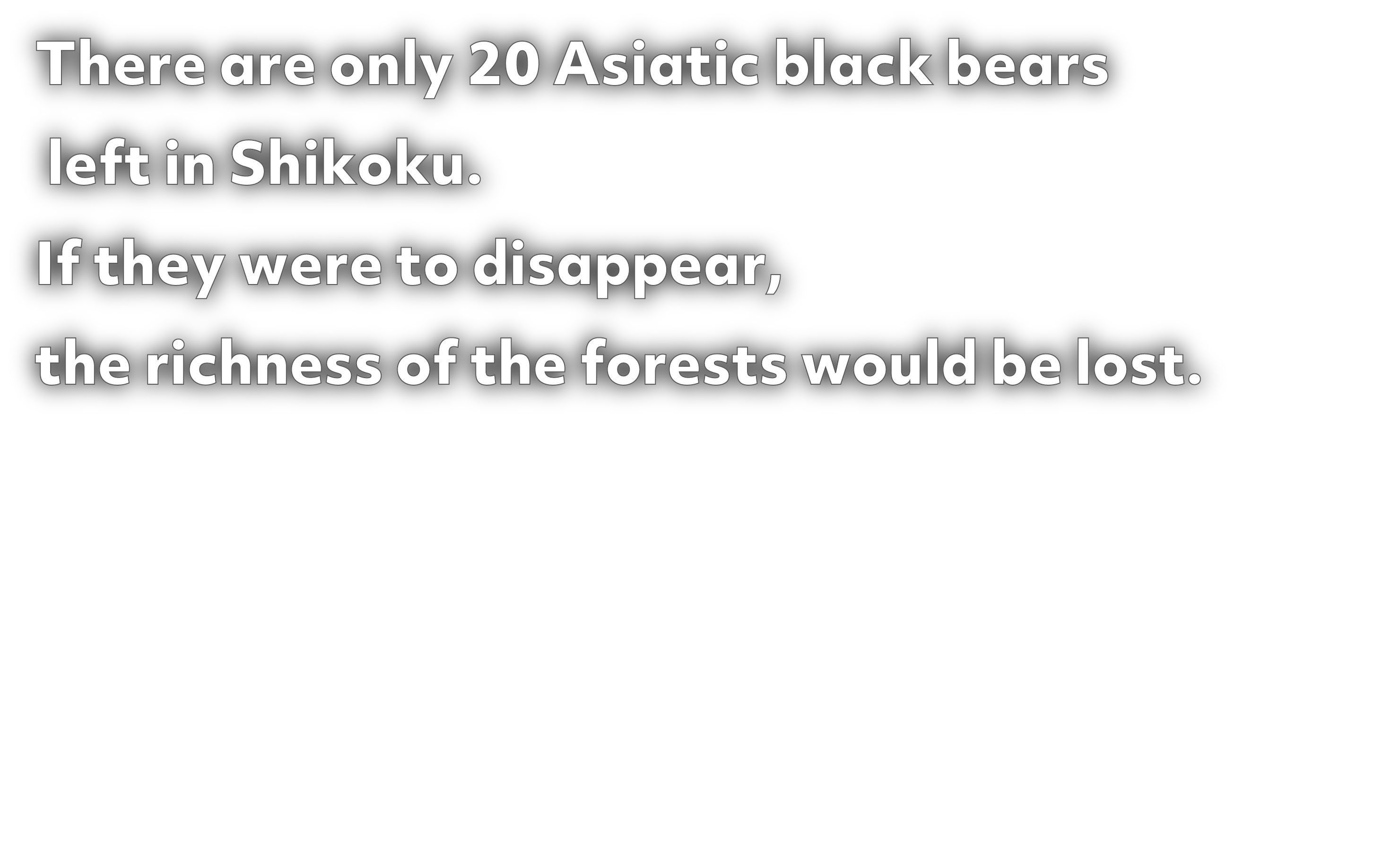 There are only 20 Asiatic black bears left in Shikoku. If they were to disappear, the richness of the forests would be lost.