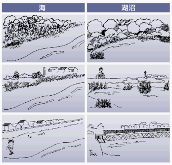 海・湖沼に生えている植物のイラスト図