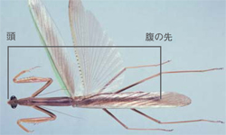 カマキリの画像