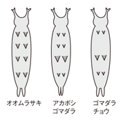 イラスト図