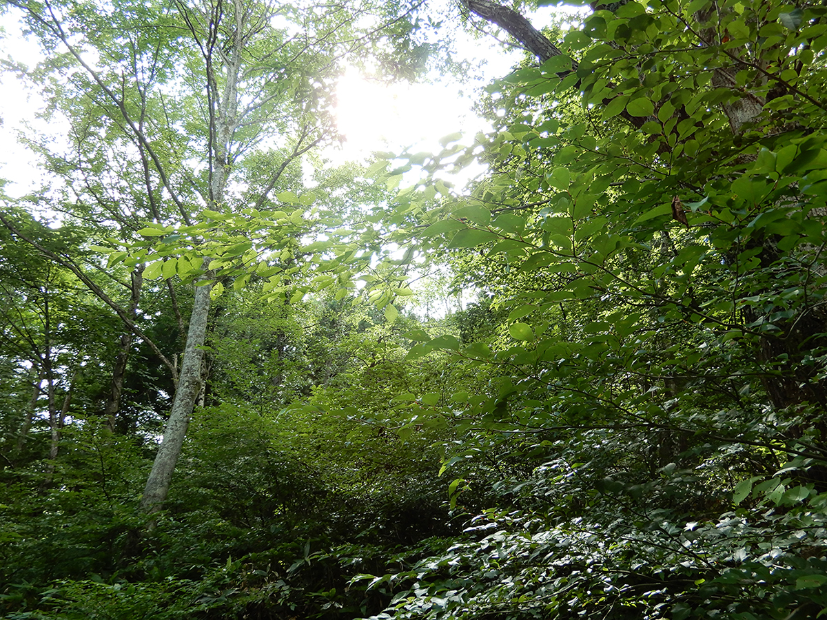 自然林へ復元してきた様子