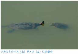 オスがメスに求愛中（画像）