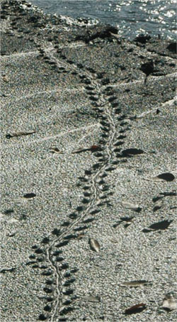 カメの足跡の画像