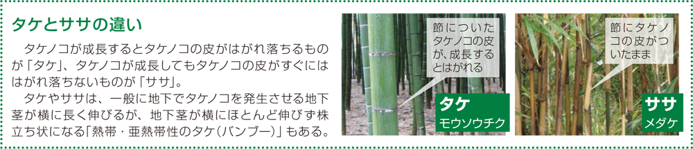 タケとササの違い：タケノコが成長するとタケノコの皮がはがれ落ちるものが「タケ」、タケノコが生長してもタケノコの皮がすぐにははがれ落ちないものが「ササ」。タケやササは、一般的に地下でタケノコを発生させる...