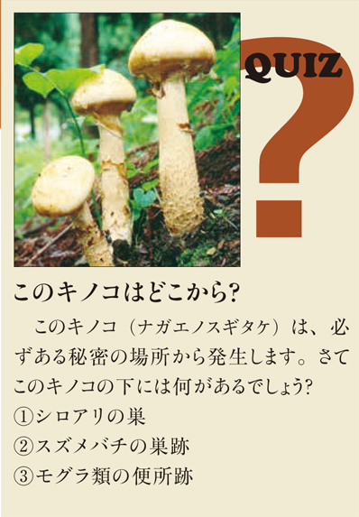 クイズ：このキノコ（ナガエノスギタケ）の下には何があるでしょう？