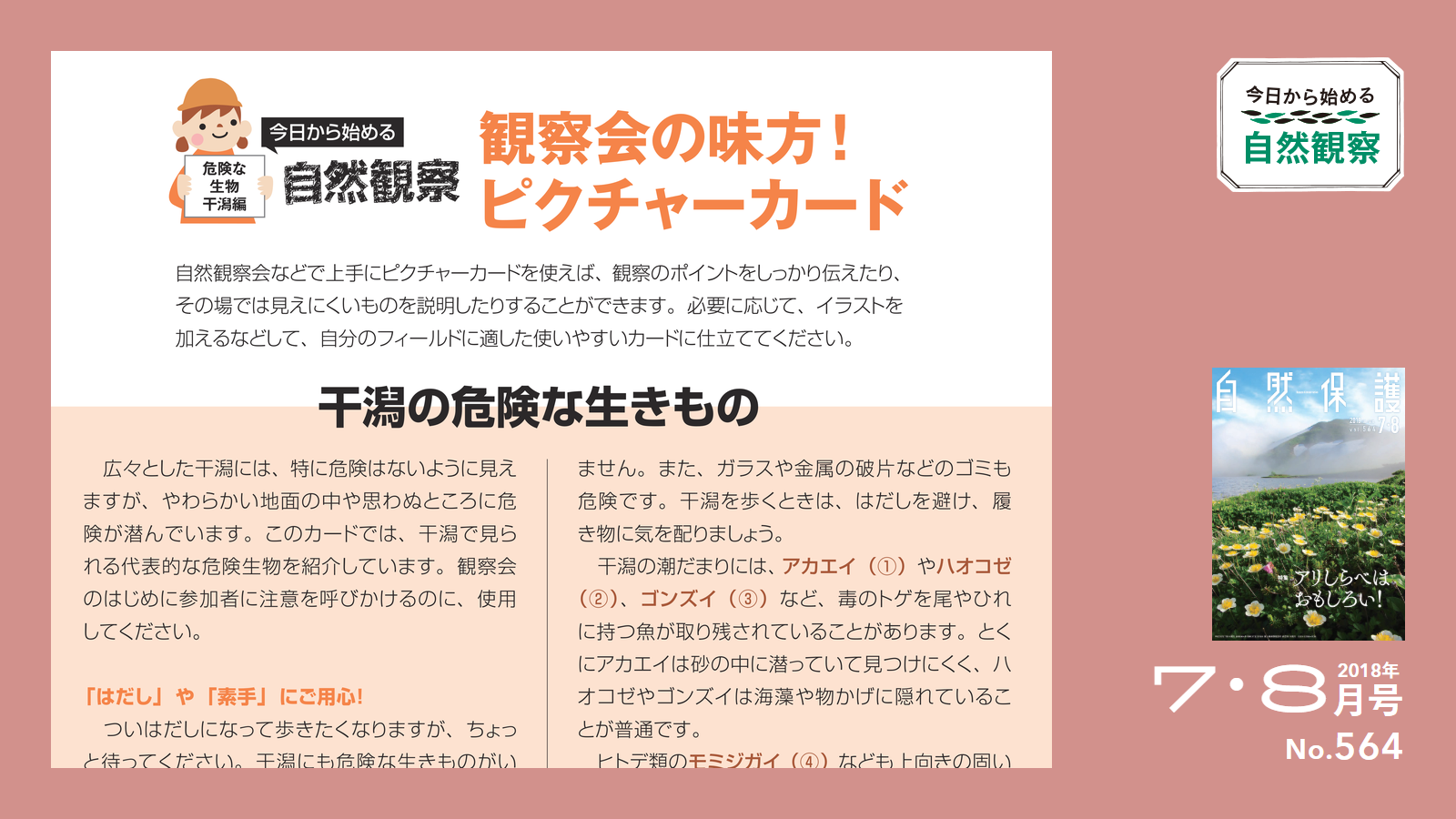 564号「今日からはじめる自然観察」ピクチャーカードアイキャッチ