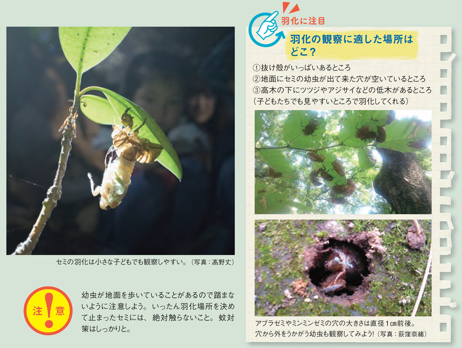配布資料】今日から始める自然観察「夏だっ♪ セミのくらし再発見